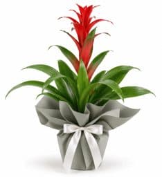 Guzmania Çiçeği