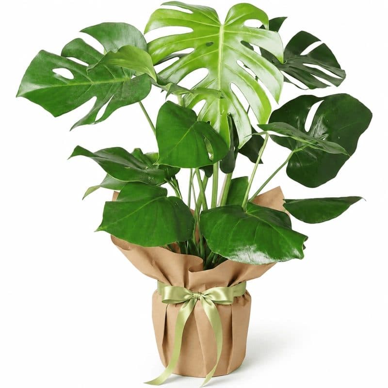 Deve Tabanı Monstera
