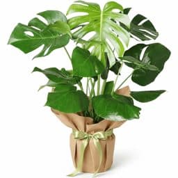 Deve Tabanı Monstera