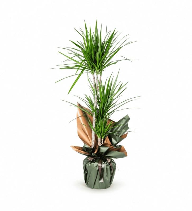 Dracaena Marginata 3 Gövdeli