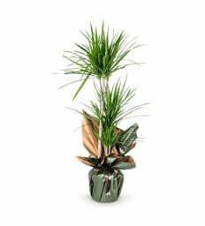 Dracaena Marginata 3 Gövdeli