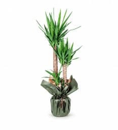 Yucca Bitkisi 3 Gövdeli