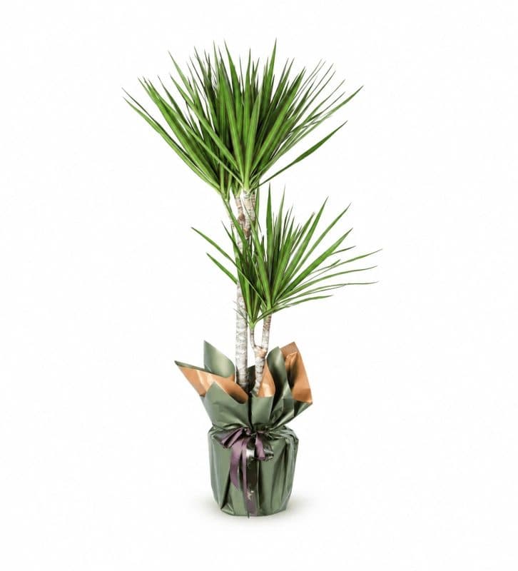 Dracaena Marginata 2 Gövdeli