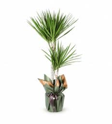 Dracaena Marginata 2 Gövdeli