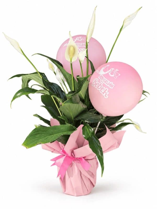 Hoşgeldin Bebek Spatifilyum